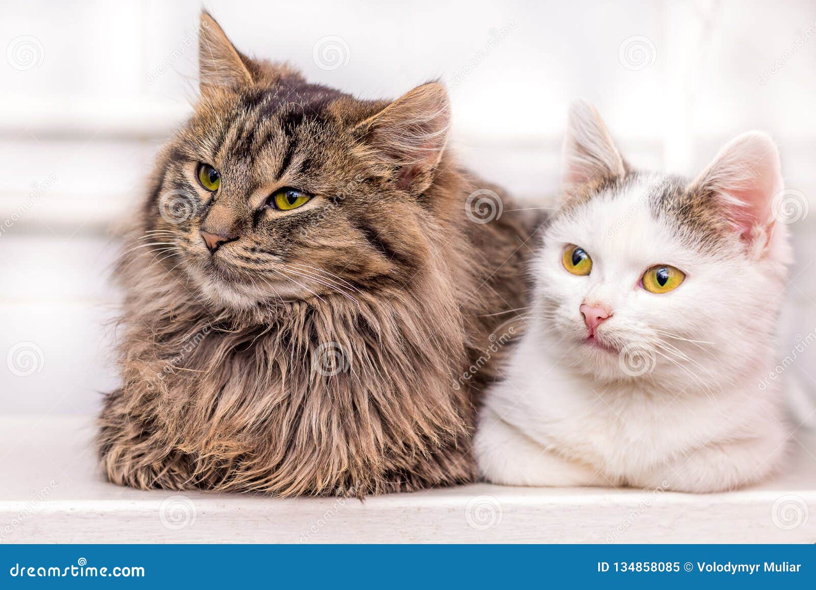 Two Kittens Sitting Next, Portrait Close-up. Animals at Home_ Stock ...