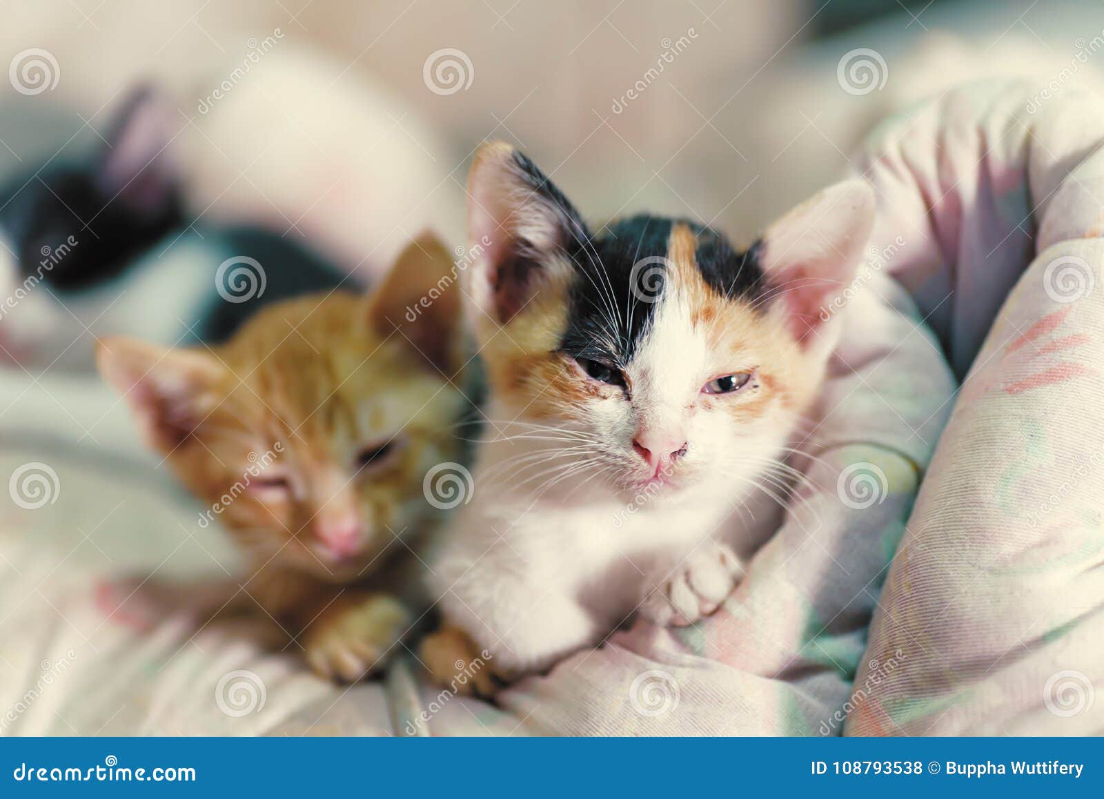 Two Kittens are Sitting Together Stock Photo Image of small, little