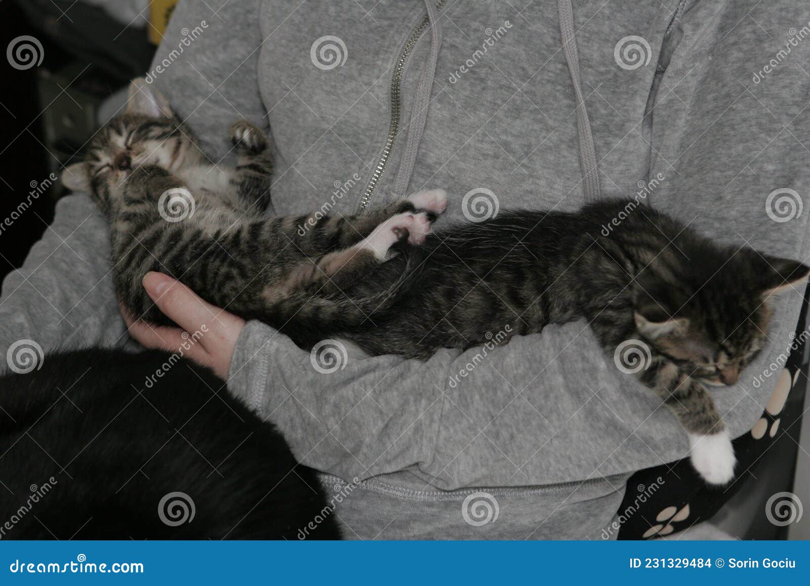Kittens Sleeping In The Cage RoyaltyFree Stock Image CartoonDealer