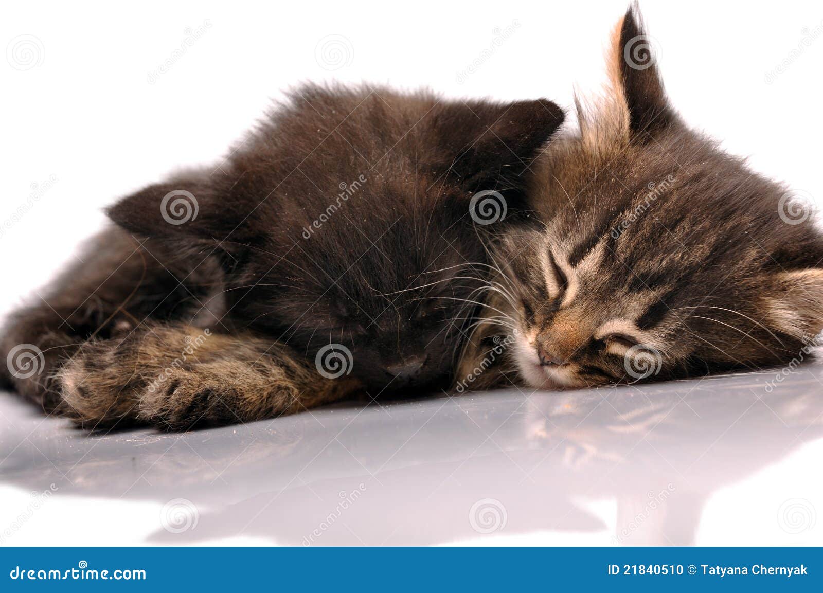 Kittens Sleeping In The Cage RoyaltyFree Stock Image CartoonDealer