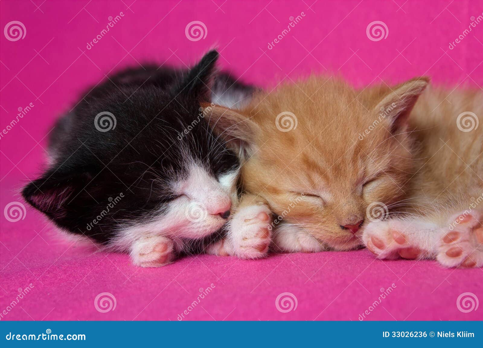 Two Kittens Slleping Together Stock Photo Image of beautiful, pink
