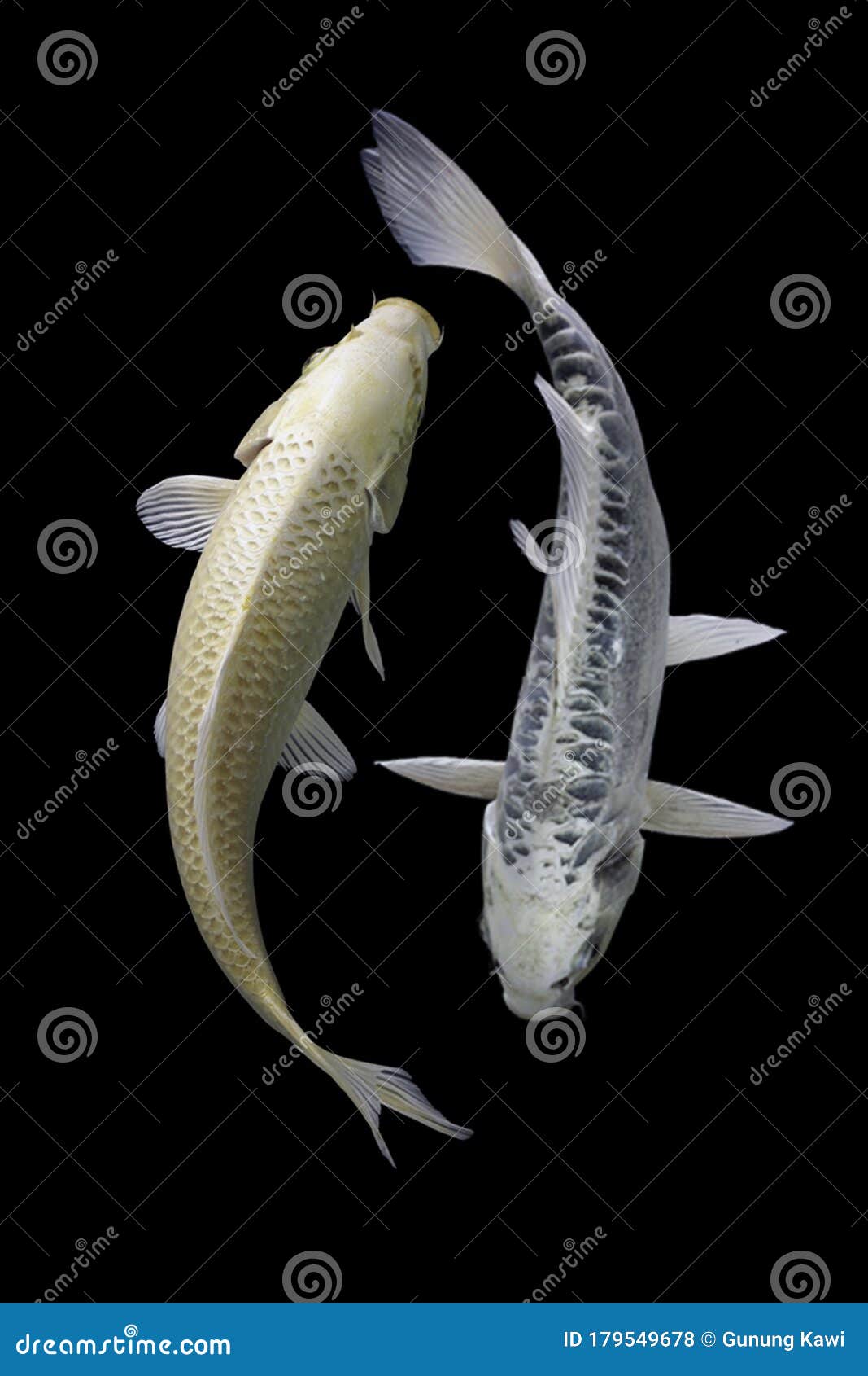 Two Koi Fish Platinum with a Black Background Stock Photo Image of