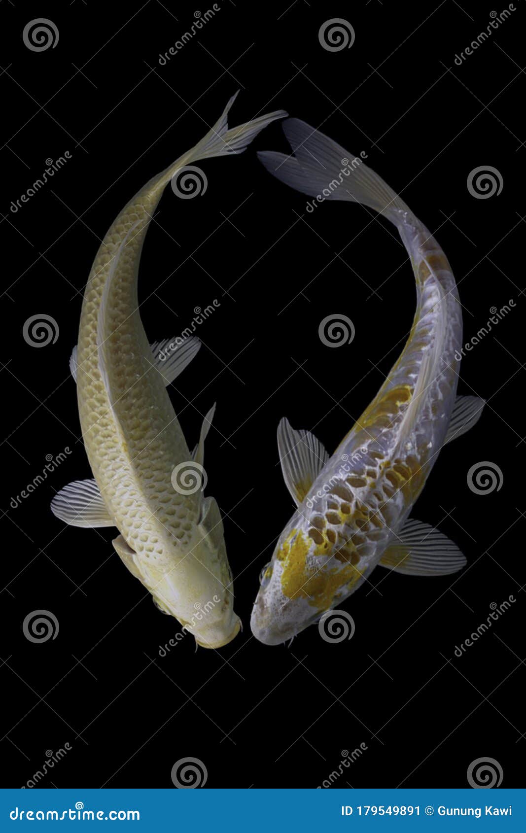 Two Koi Fish Platinum with a Black Background Stock Image Image of