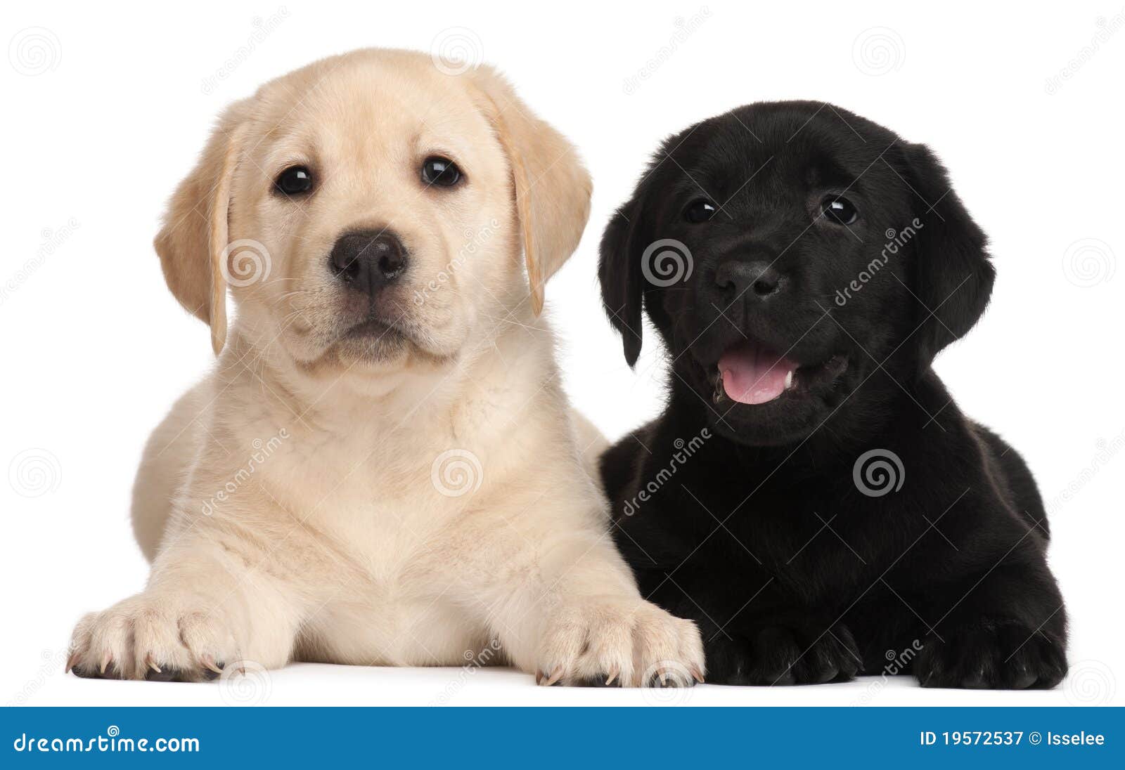 two labrador puppies, 7 weeks old