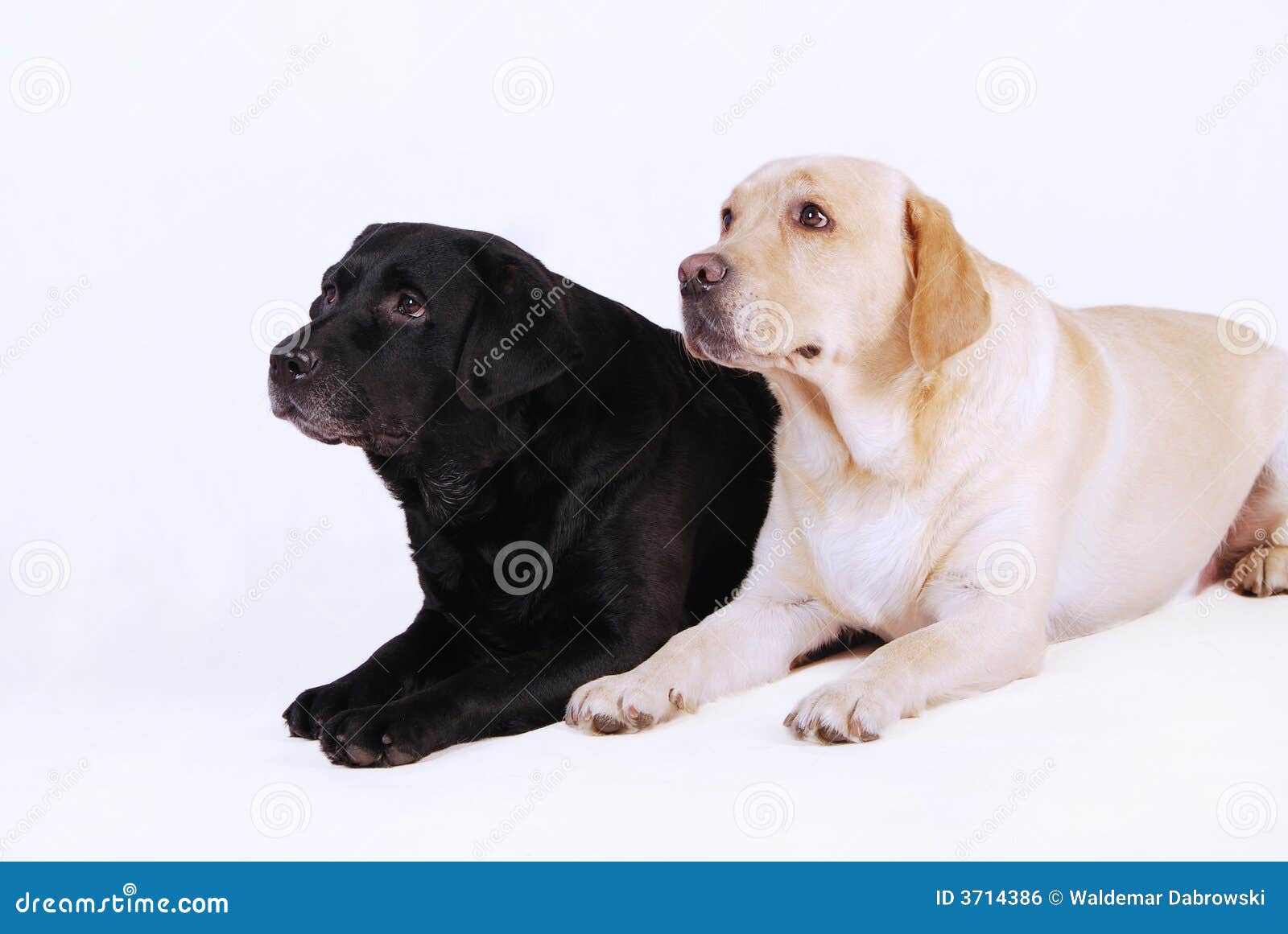 Two Labradors, Black And Yellow Royalty Free Stock Image Image 3714386