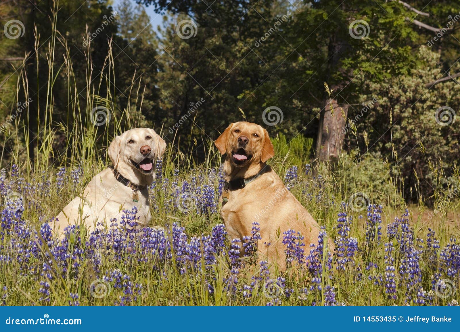 two labradors in the flowers