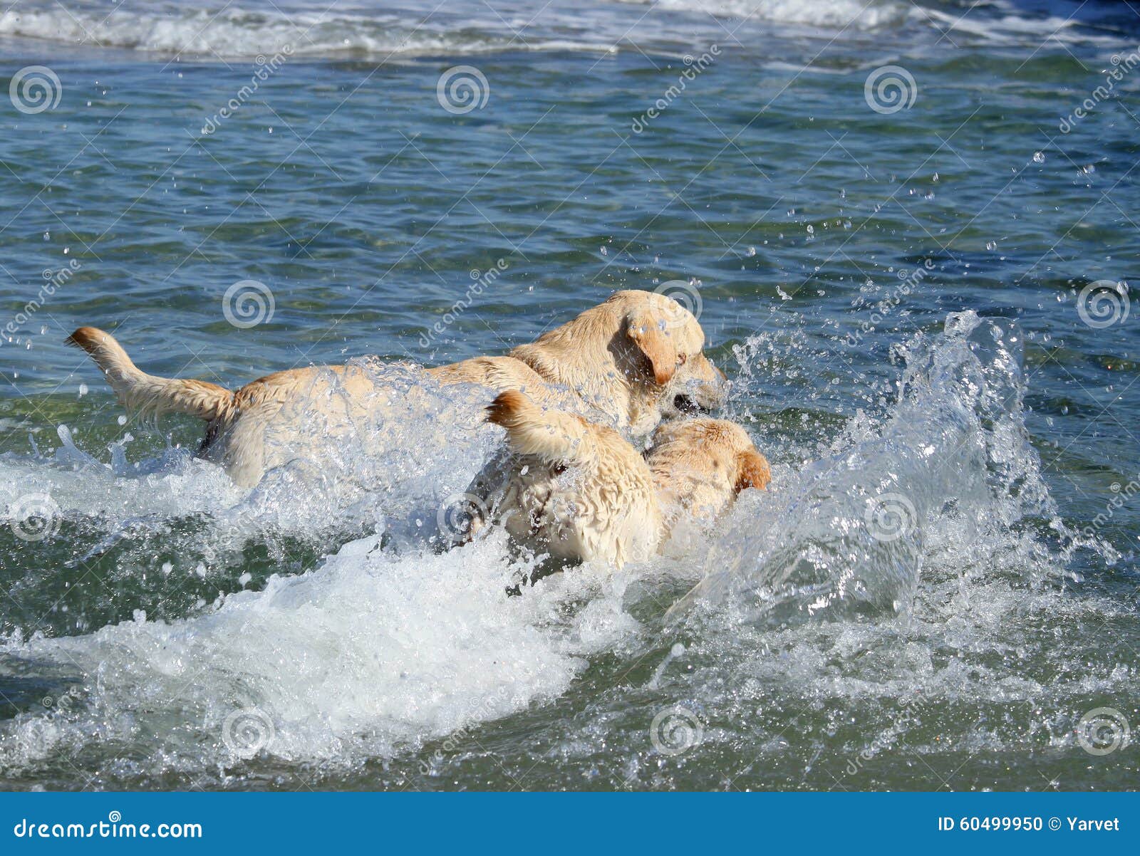 Two Labradors Swimming in the Sea Stock Photo Image of sand, waves