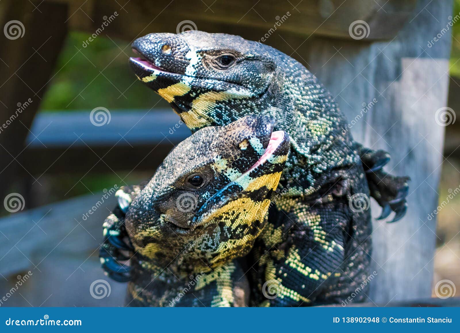 Two Goannas, Australian Monitor Lizards Fighting Ferociously Stock Photo - Image of aggression, head: 138902948