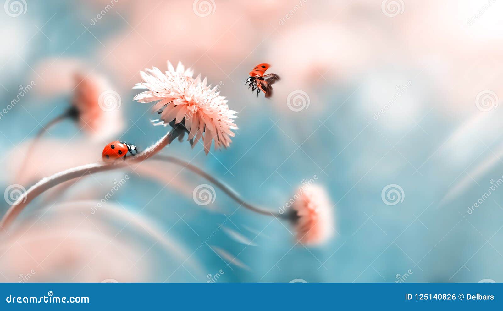 two ladybugs on a orange spring flower. flight of an insect. artistic macro image. concept spring summer.