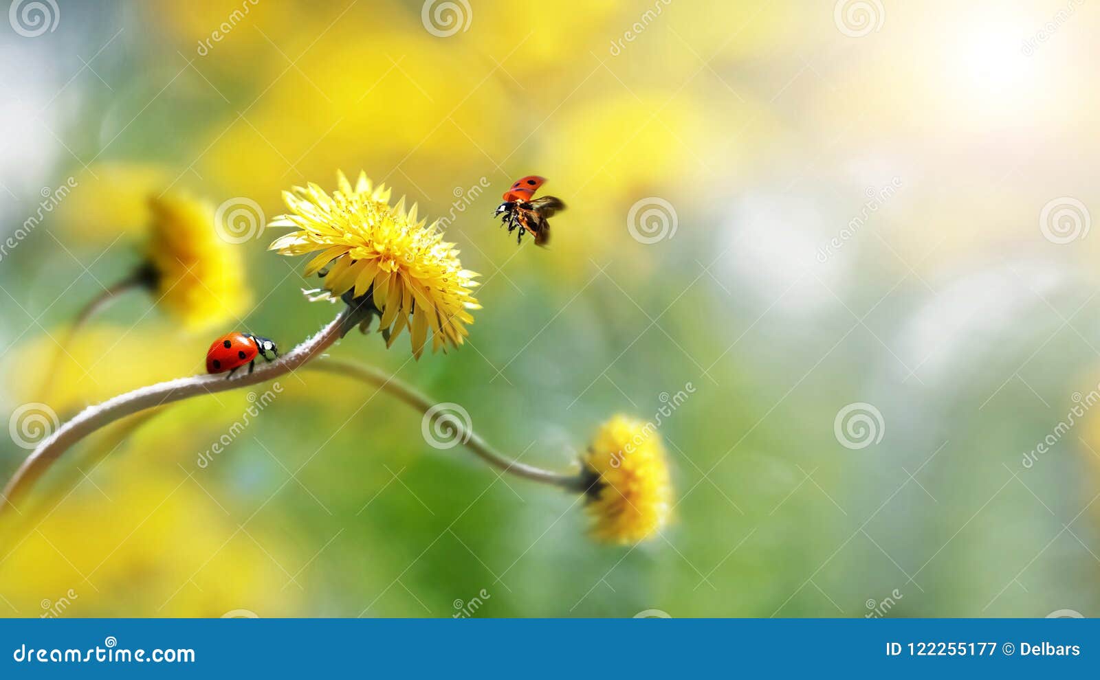 two ladybugs on a yellow spring flower. flight of an insect. artistic macro image. concept spring summer