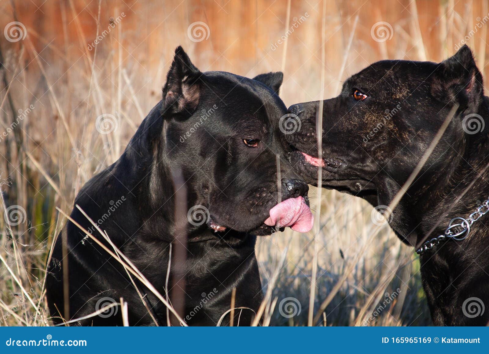 how dogs show each other affection