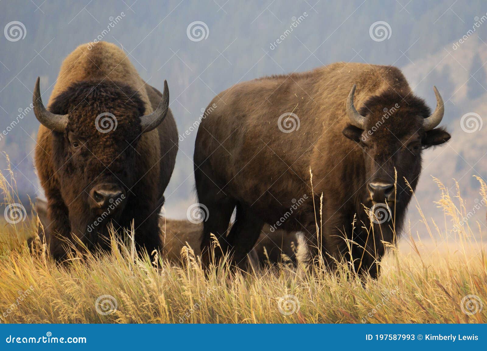 Pile of horns at the National Bison Range Stock Photo - Alamy