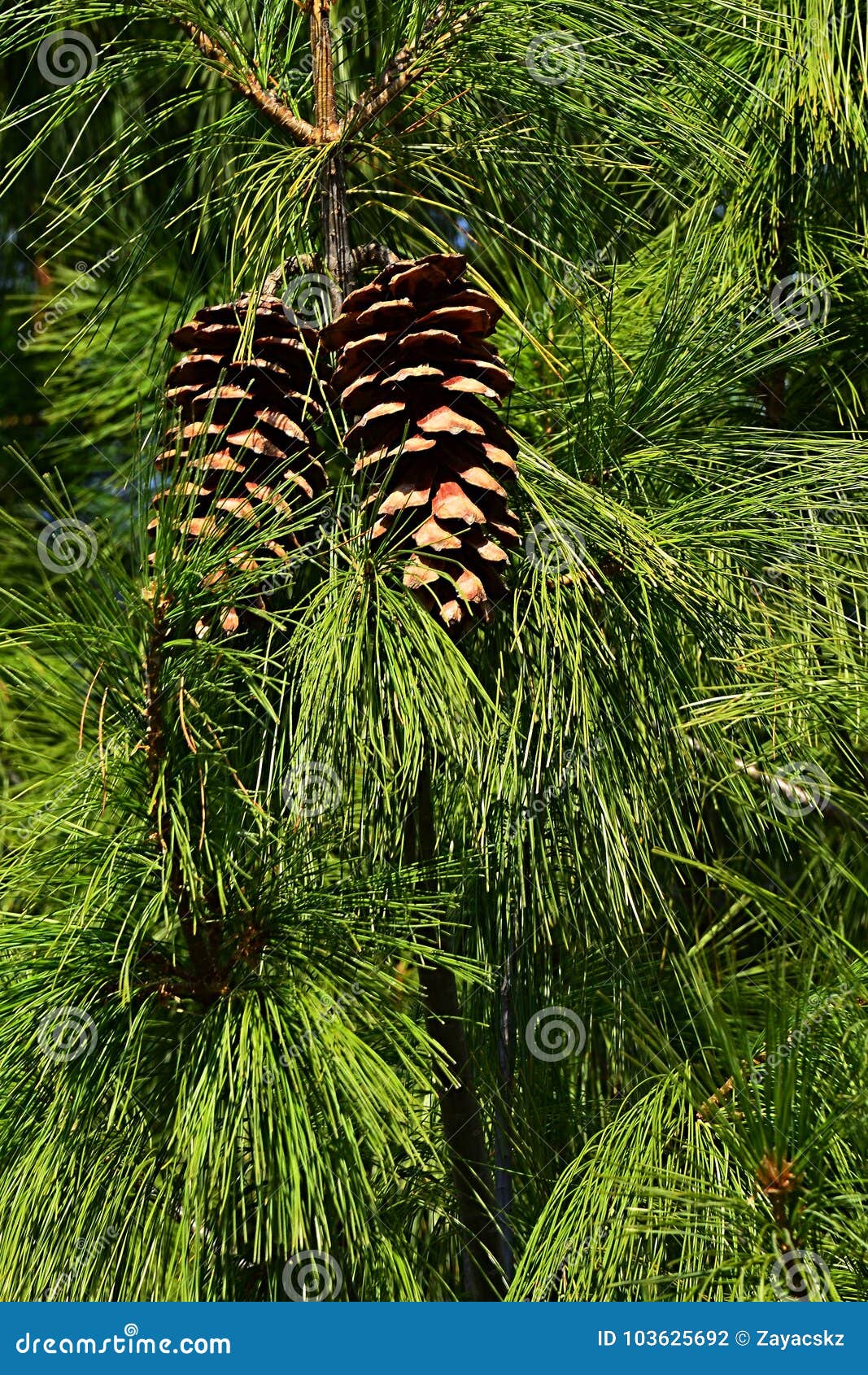 two large cones hidden in pine pinaceae tree needles dense foliage, sunbathing in late fall sunshine