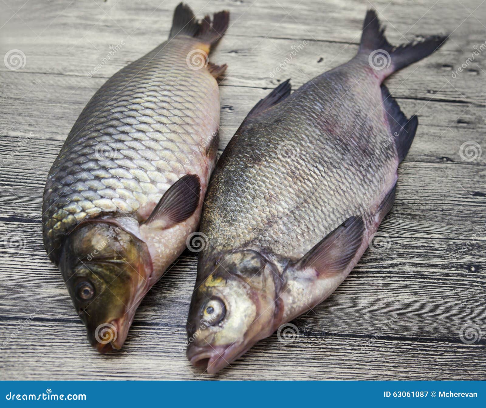 Two Large Fresh Carp Live Fish Lying on a Wooden Board Stock Image