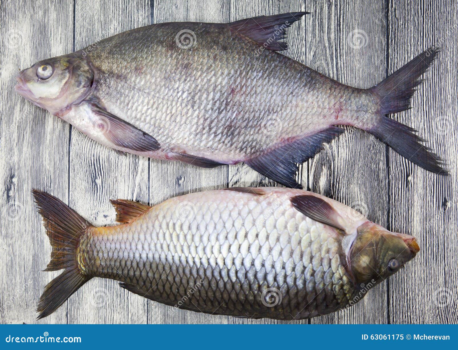 Two Large Fresh Carp Live Fish Lying on a Wooden Board Stock Image