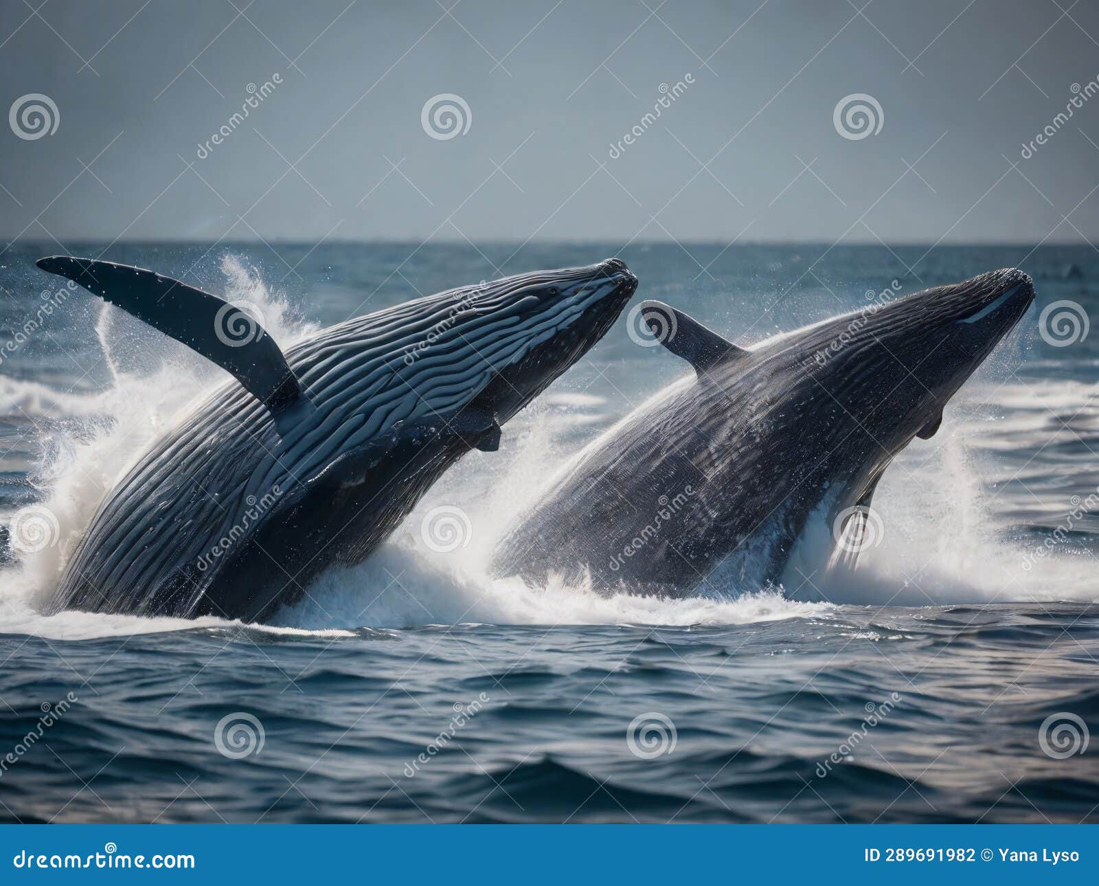 Two Large Whales Jump Out of the Water. Marine Mammals, Cetaceans Stock ...