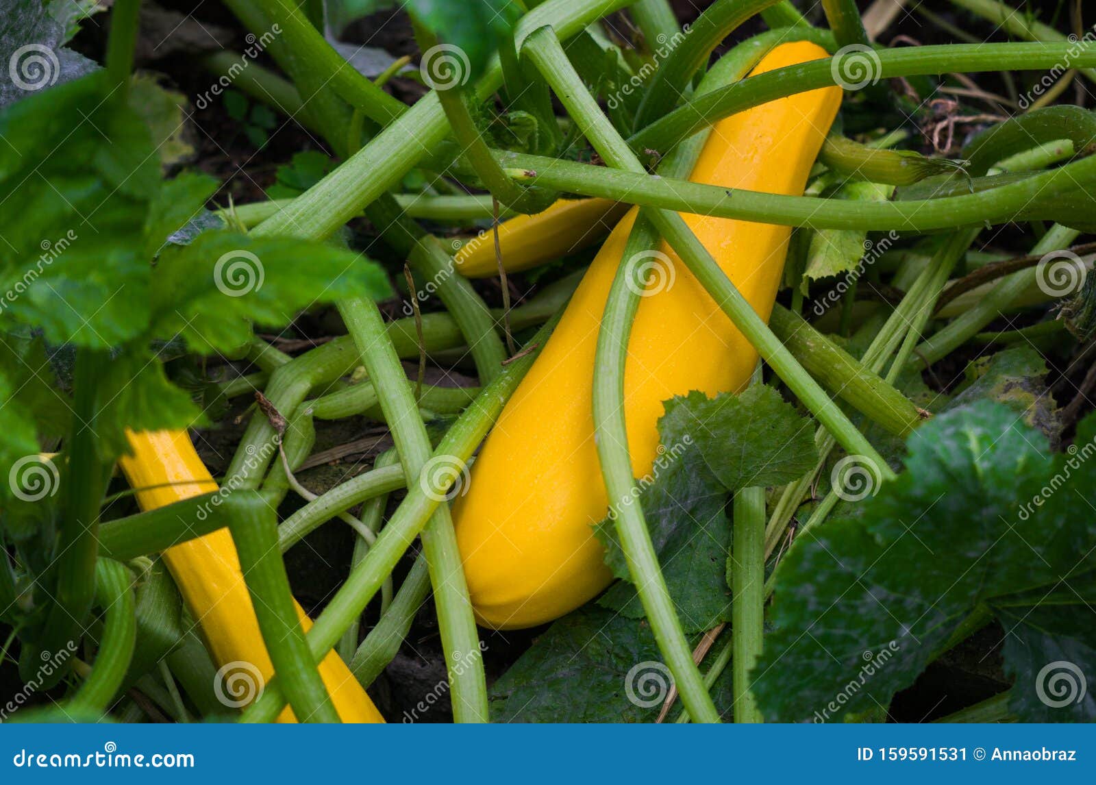 Two Large Yellow Zucchini in the Garden in the Garden. Stock Image
