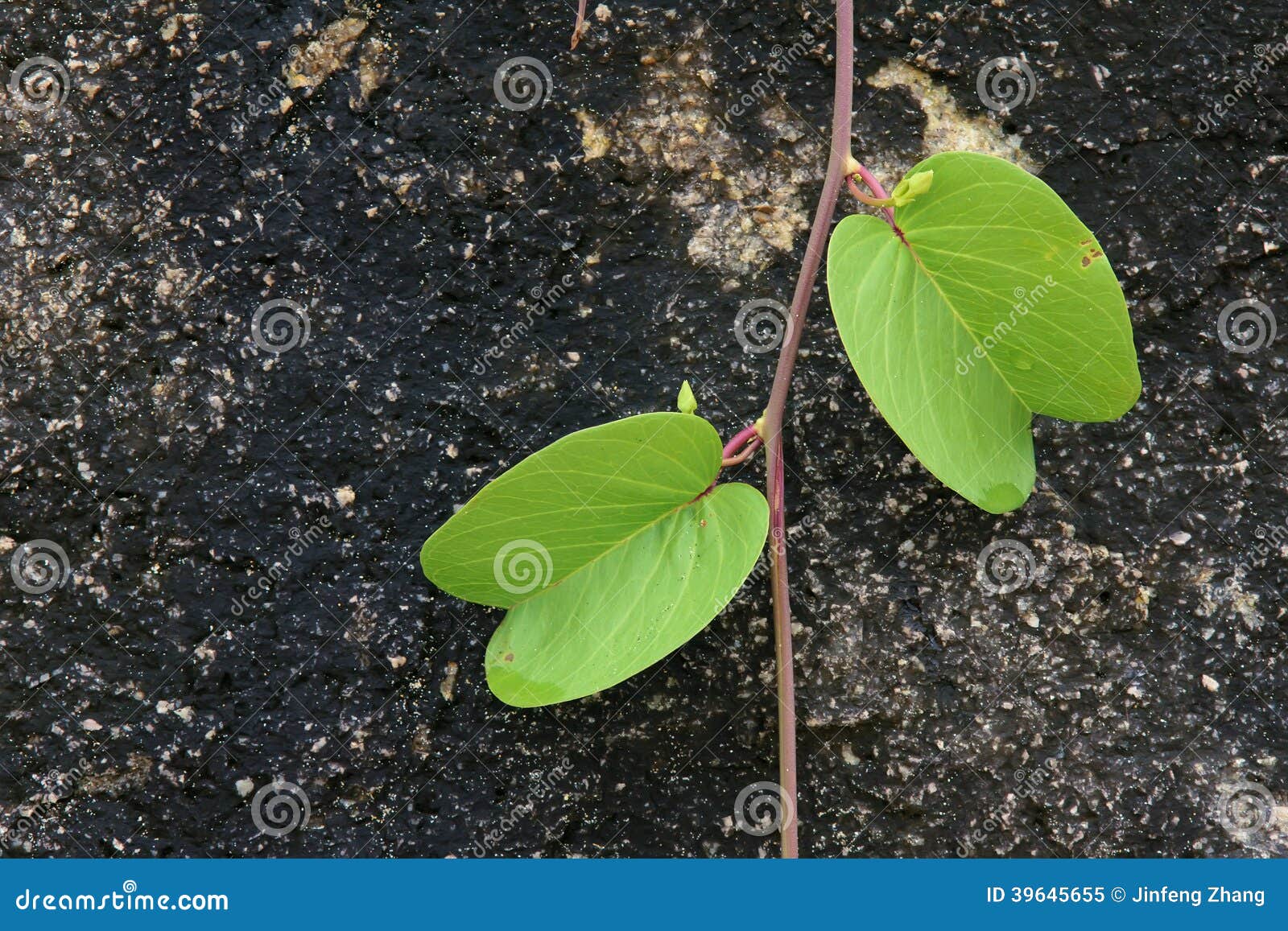 two leaves