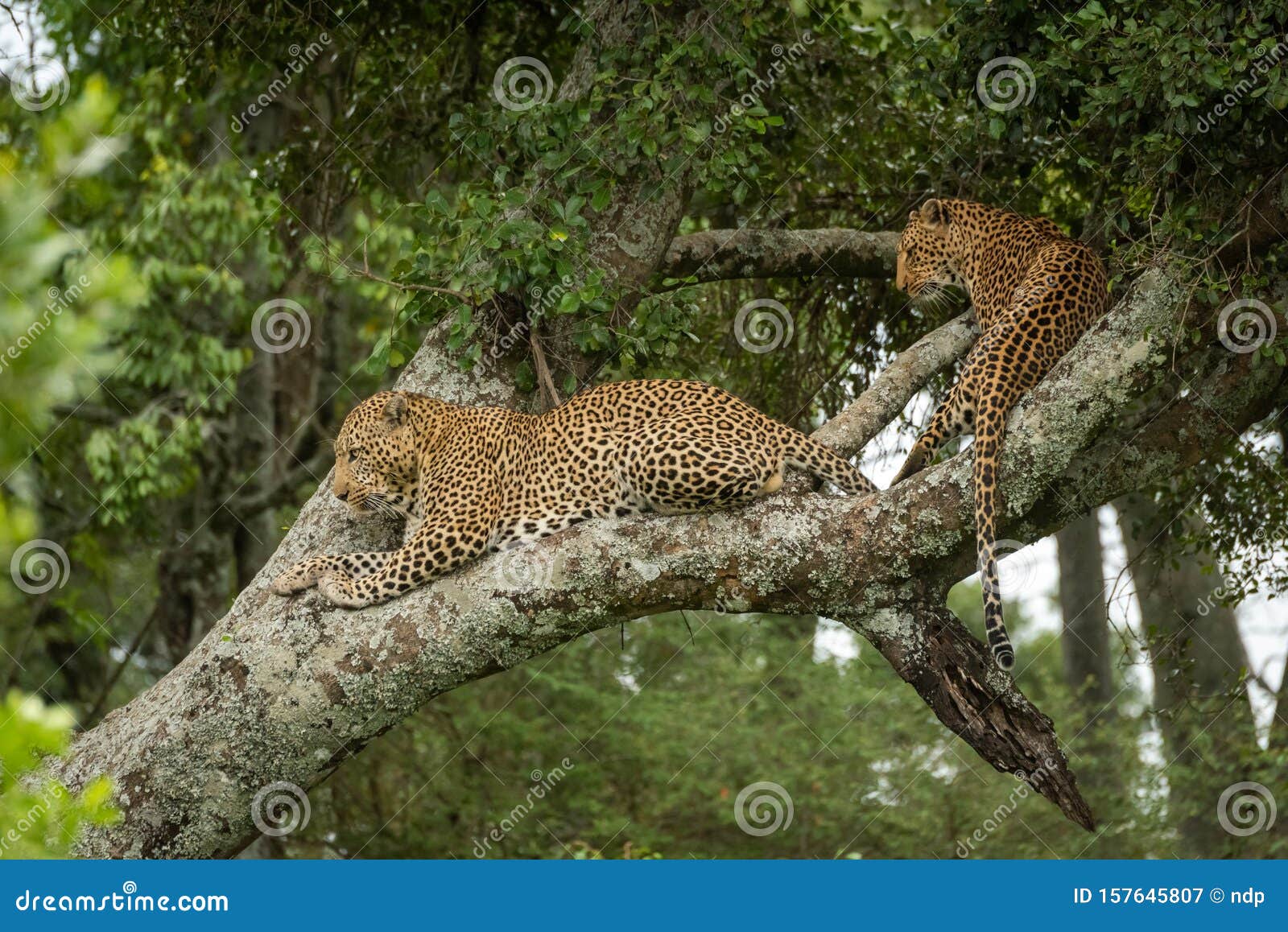 two leopards lie looking down from tree