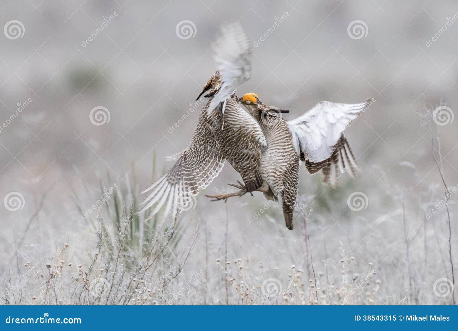 two lesser prairie chickens fighting