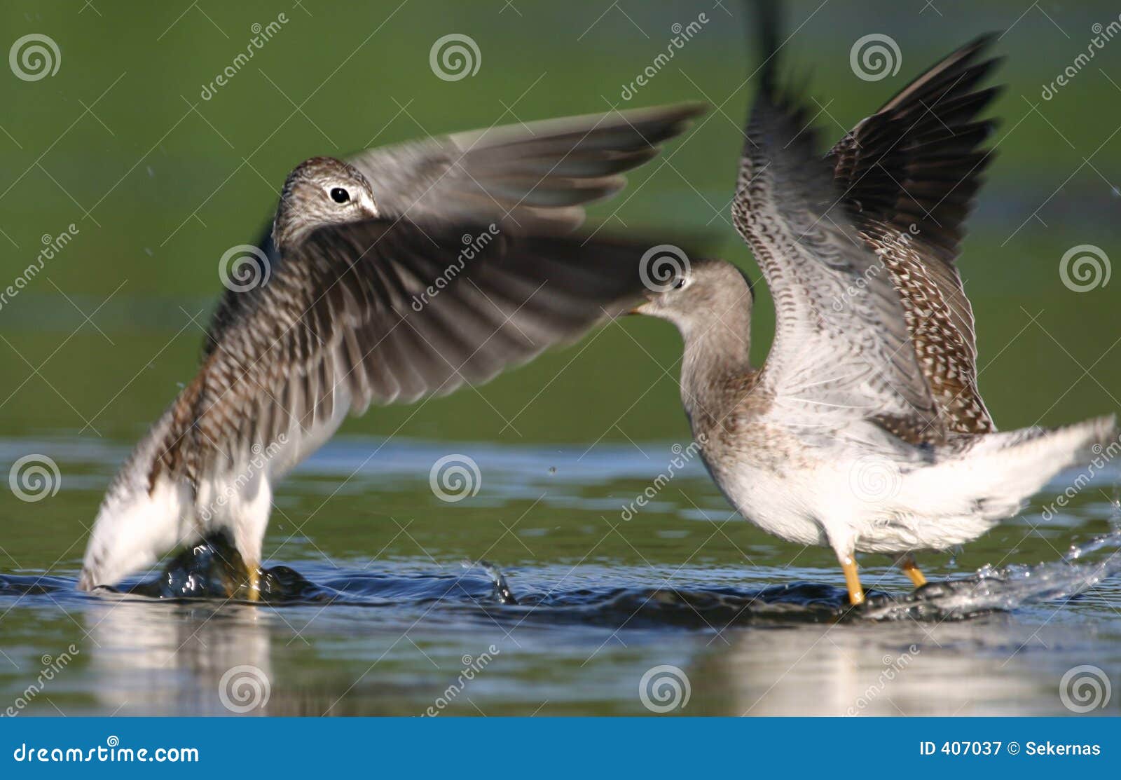 two lesser yellowlegs