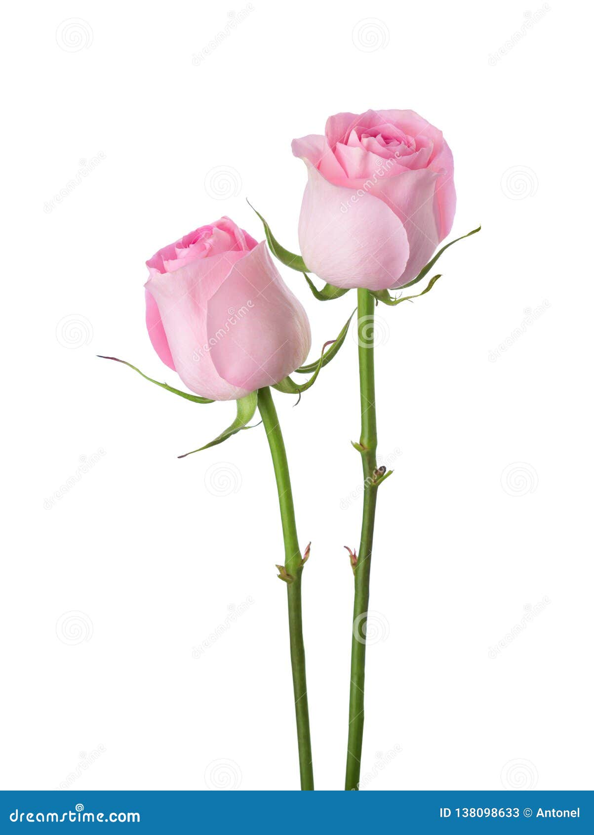 39,366 Light Pink Roses Stock Photos Free & RoyaltyFree Stock Photos