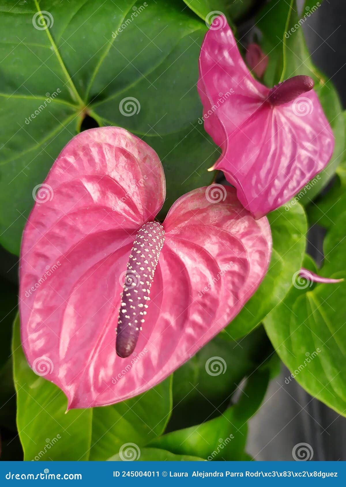 two lilac anthurium flowers. dos flores anturiana rmoradas