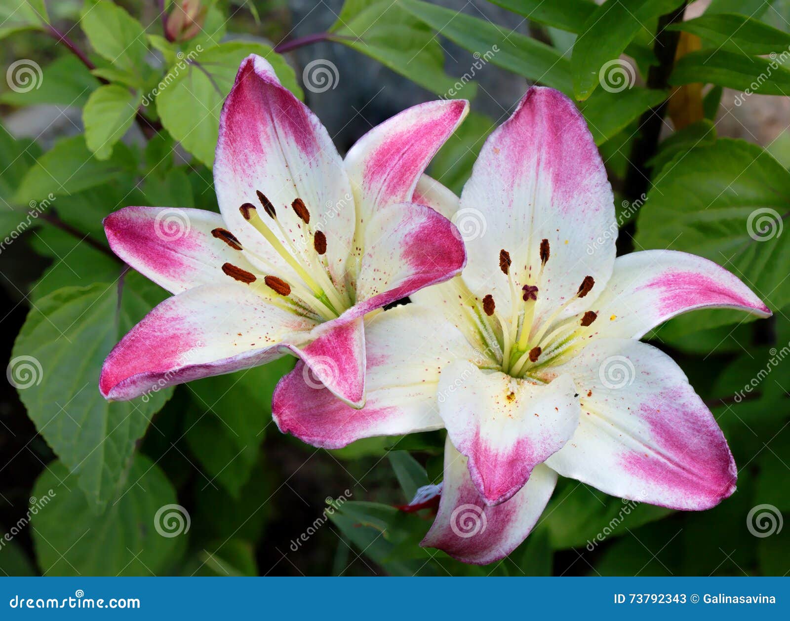 Two lilies stock image. Image of lily, stamens, flower - 73792343