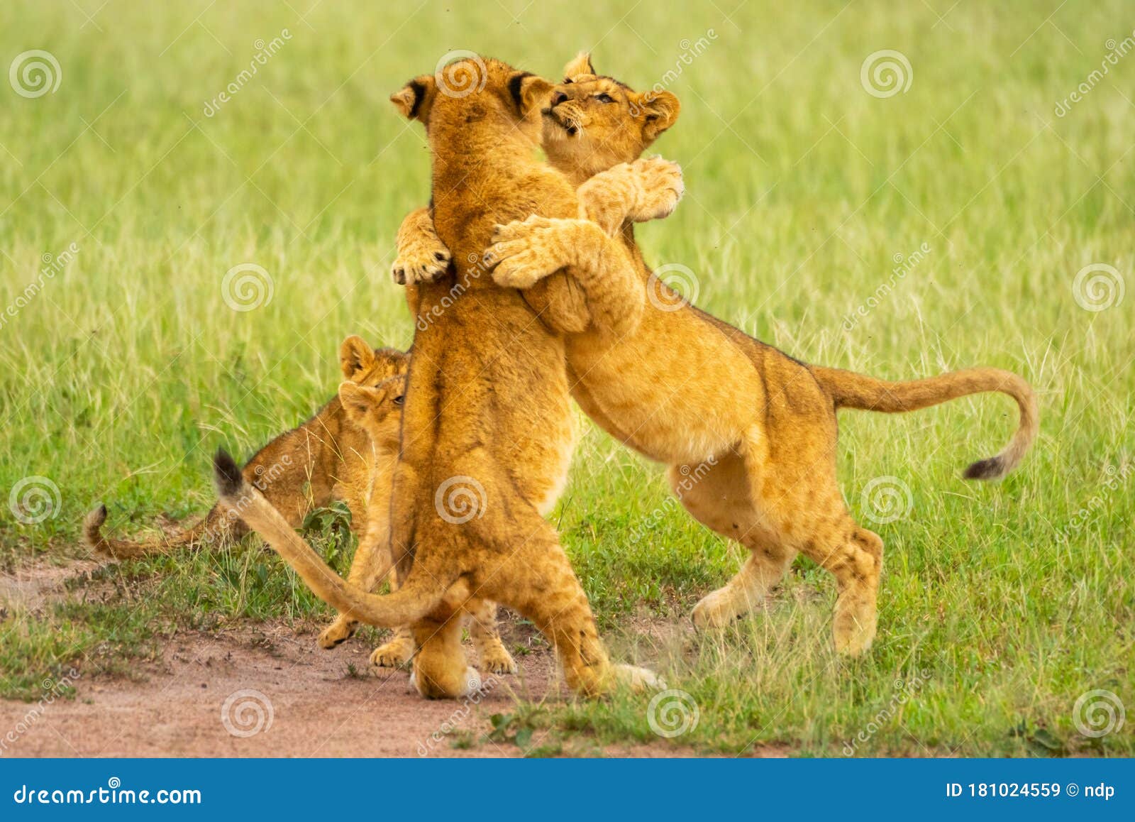 Two Lion Cubs Play Fighting Near Others Stock Image Image of felid