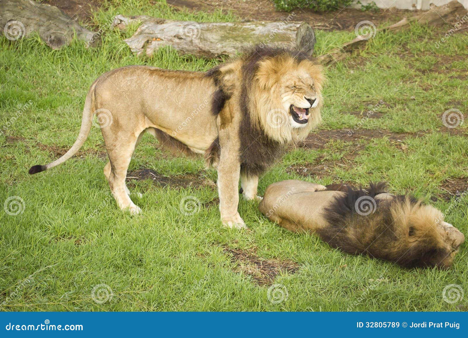 Two lion playing stock image. Image of playing, lion 32805789