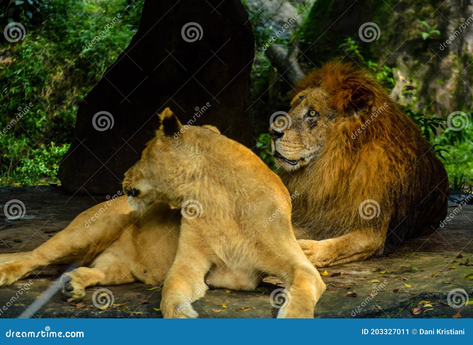 two lions looks sideway while sitting