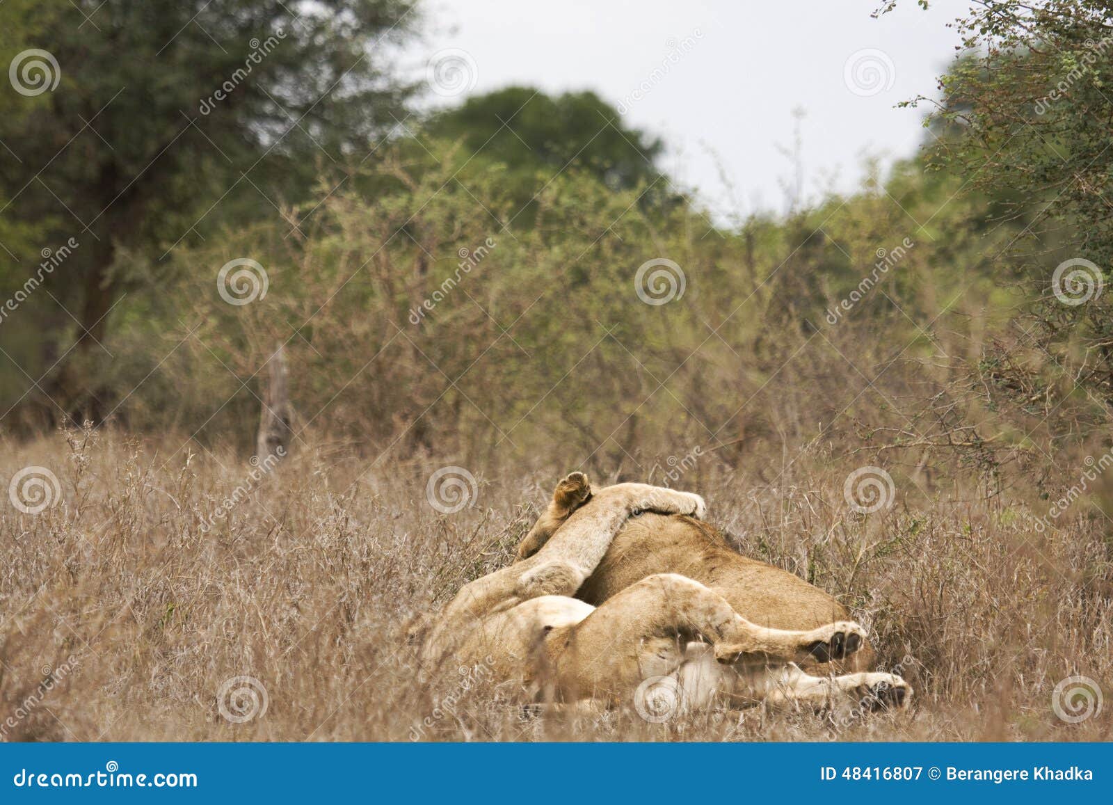 two lions male and female caress and hug each other
