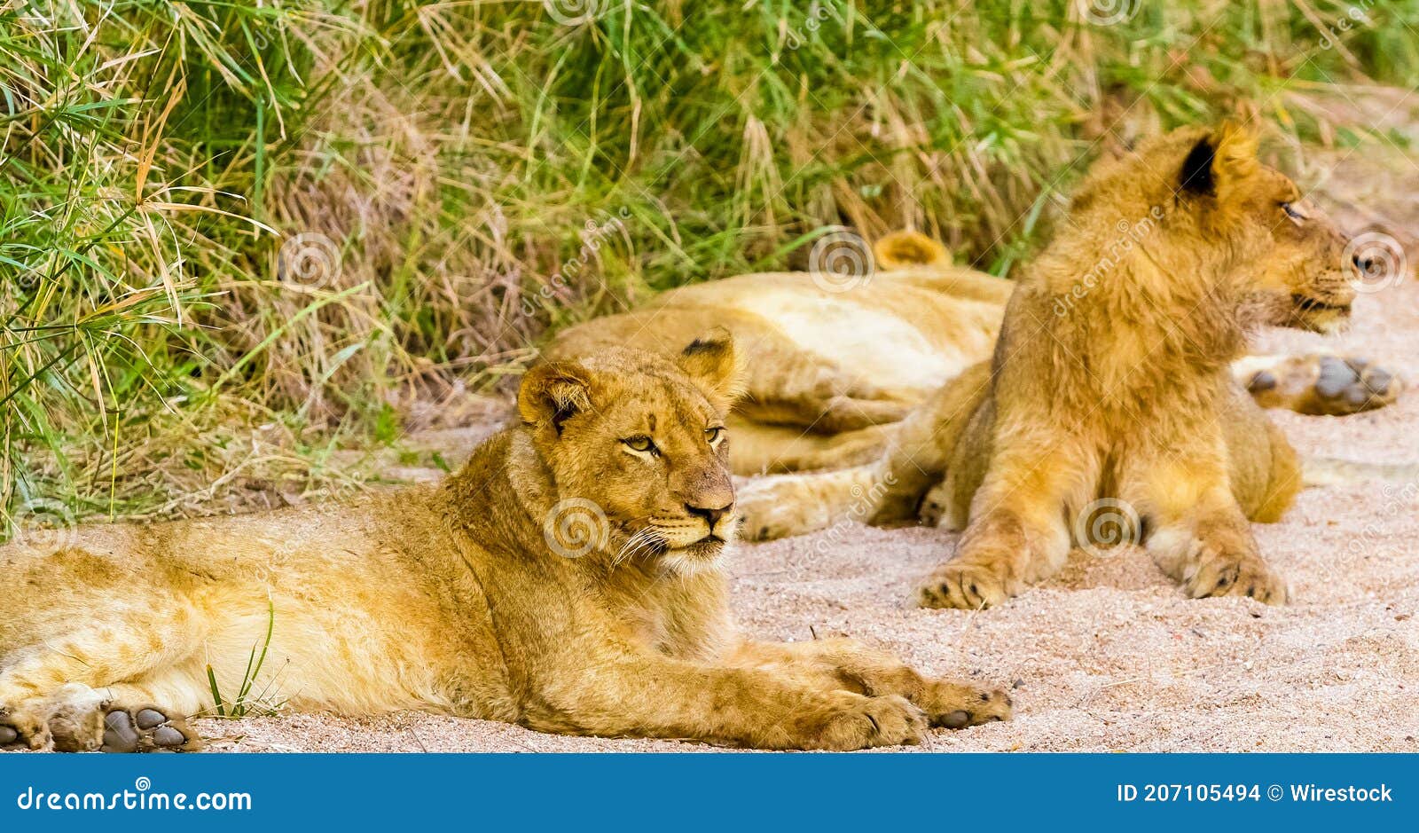 Two Lions Resting in Their Natural Habitat Stock Photo Image of