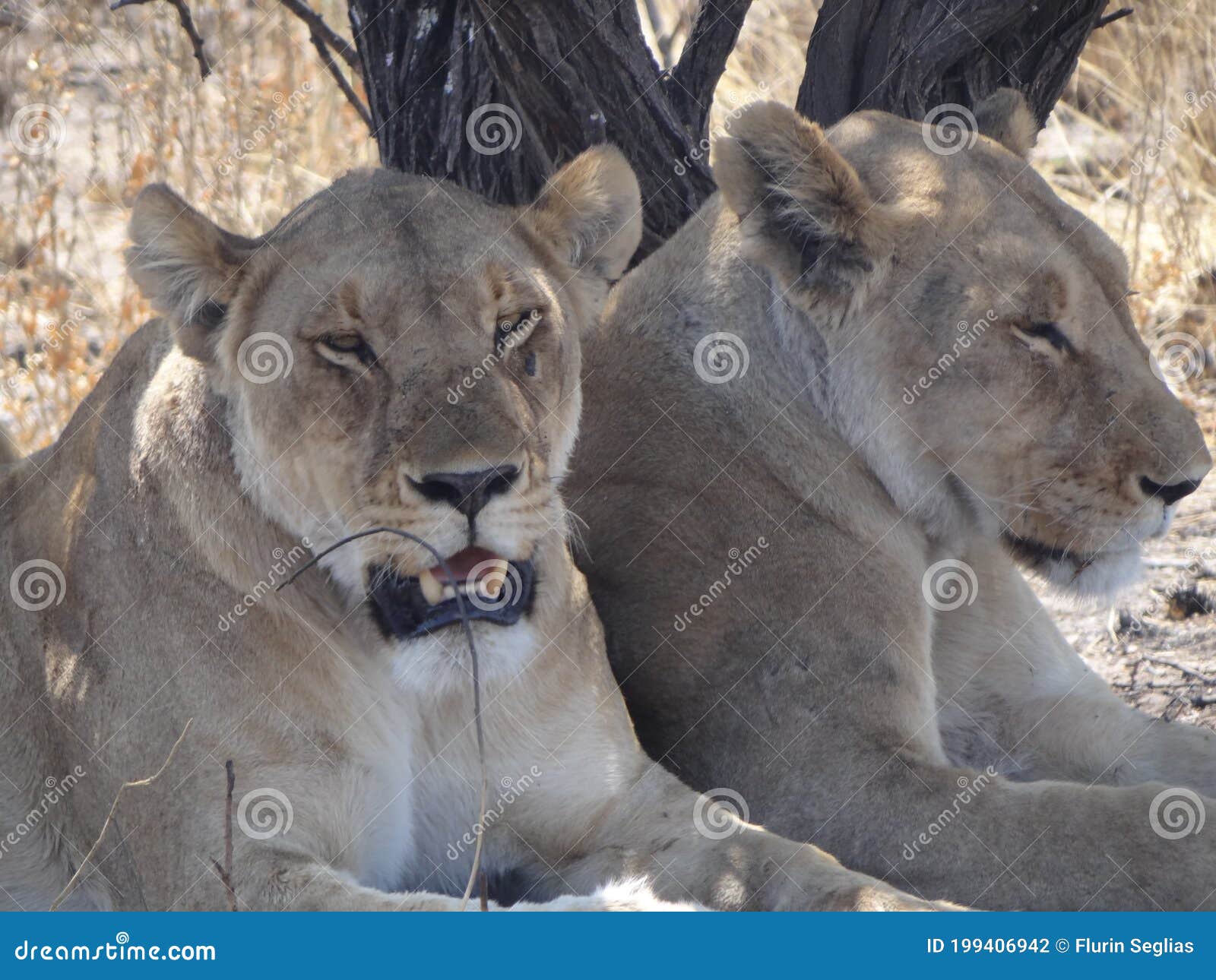 Two lions under a bush stock photo. Image of lion, meateater 199406942