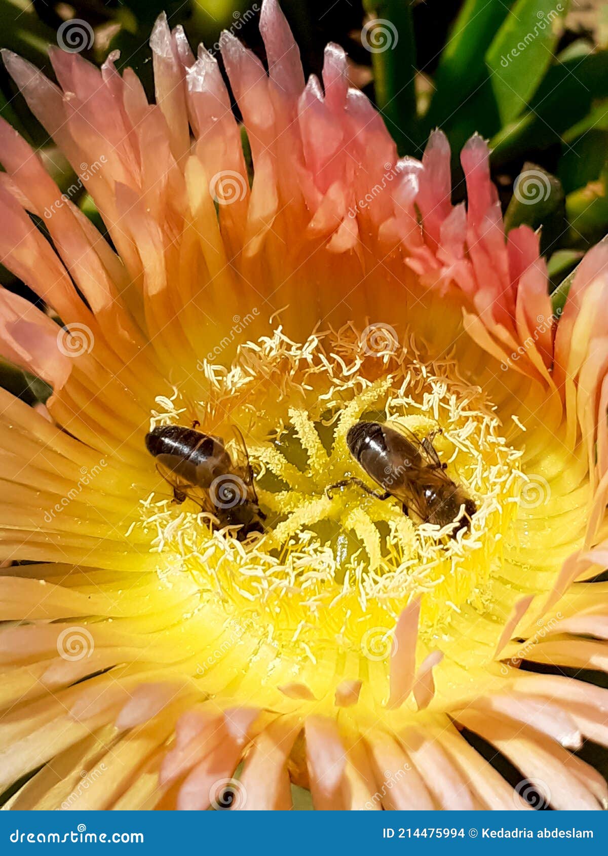 Two Little Bees Working Inside a Flowers Stock Photo Image of yellow