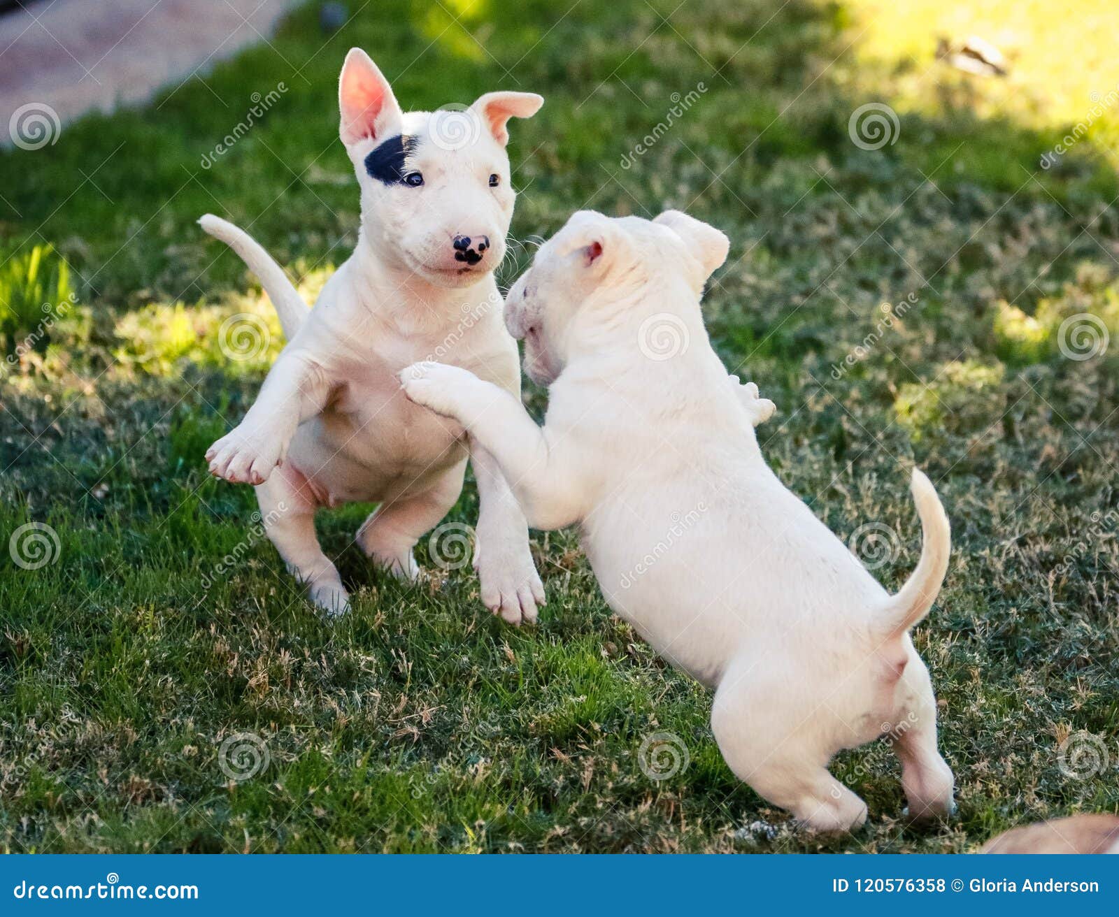 little bull terrier