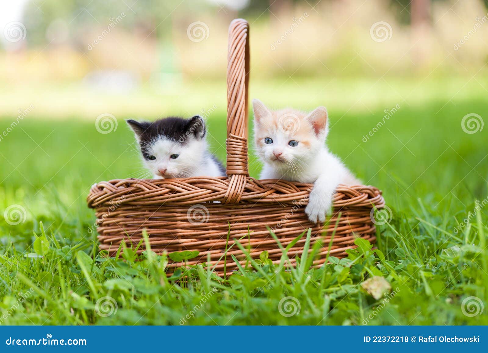 Two Little Cats in Basket Outdoors Stock Photo Image of group, furry