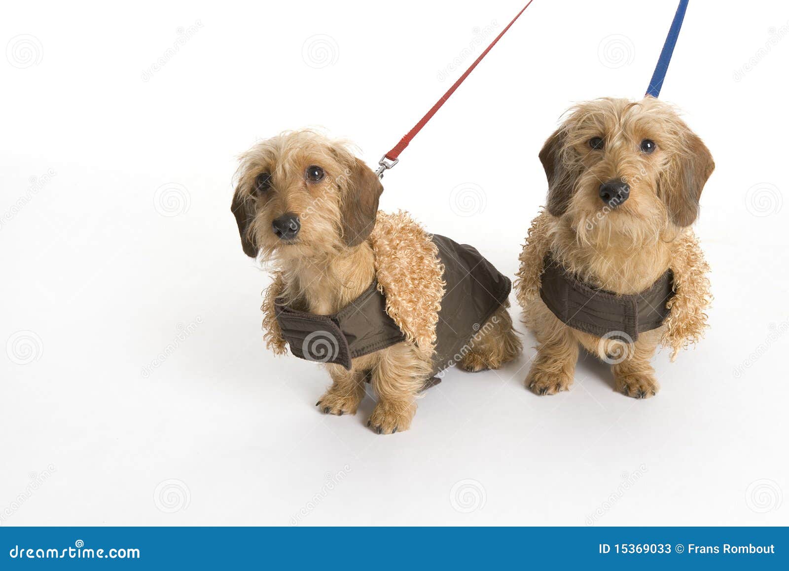 Two Little Dogs on a Leash stock image. Image of studio 15369033