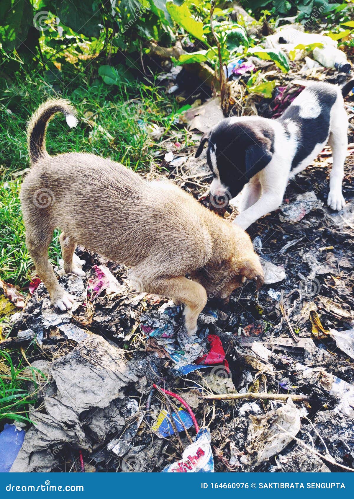 Two Little Dogs Looking for Food in the Litter Stock Photo Image of