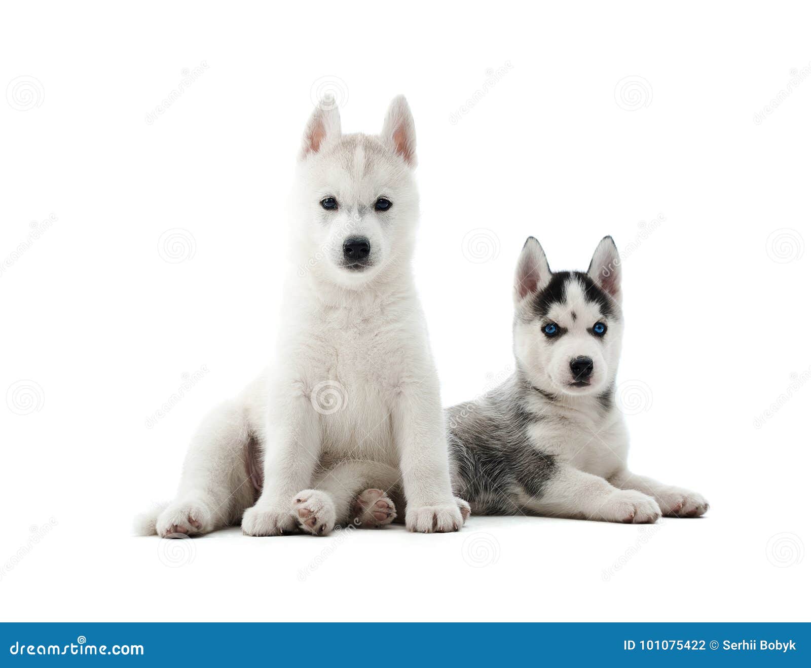 Droll Adorable Fluffy Siberian Husky Puppies