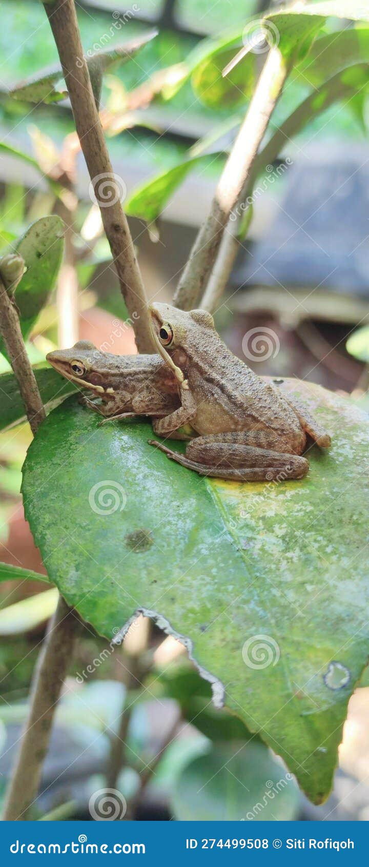 Two Little Frogs on Leaves in the Garden Stock Photo - Image of
