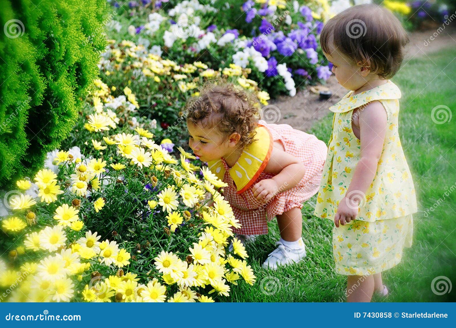 young-girls-flowering