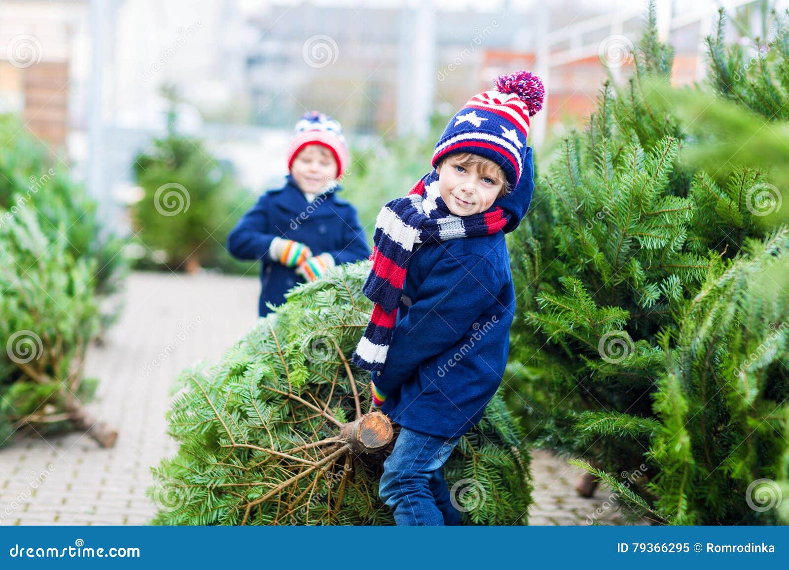 two little kid boys buying christmas tree in outdoor shop