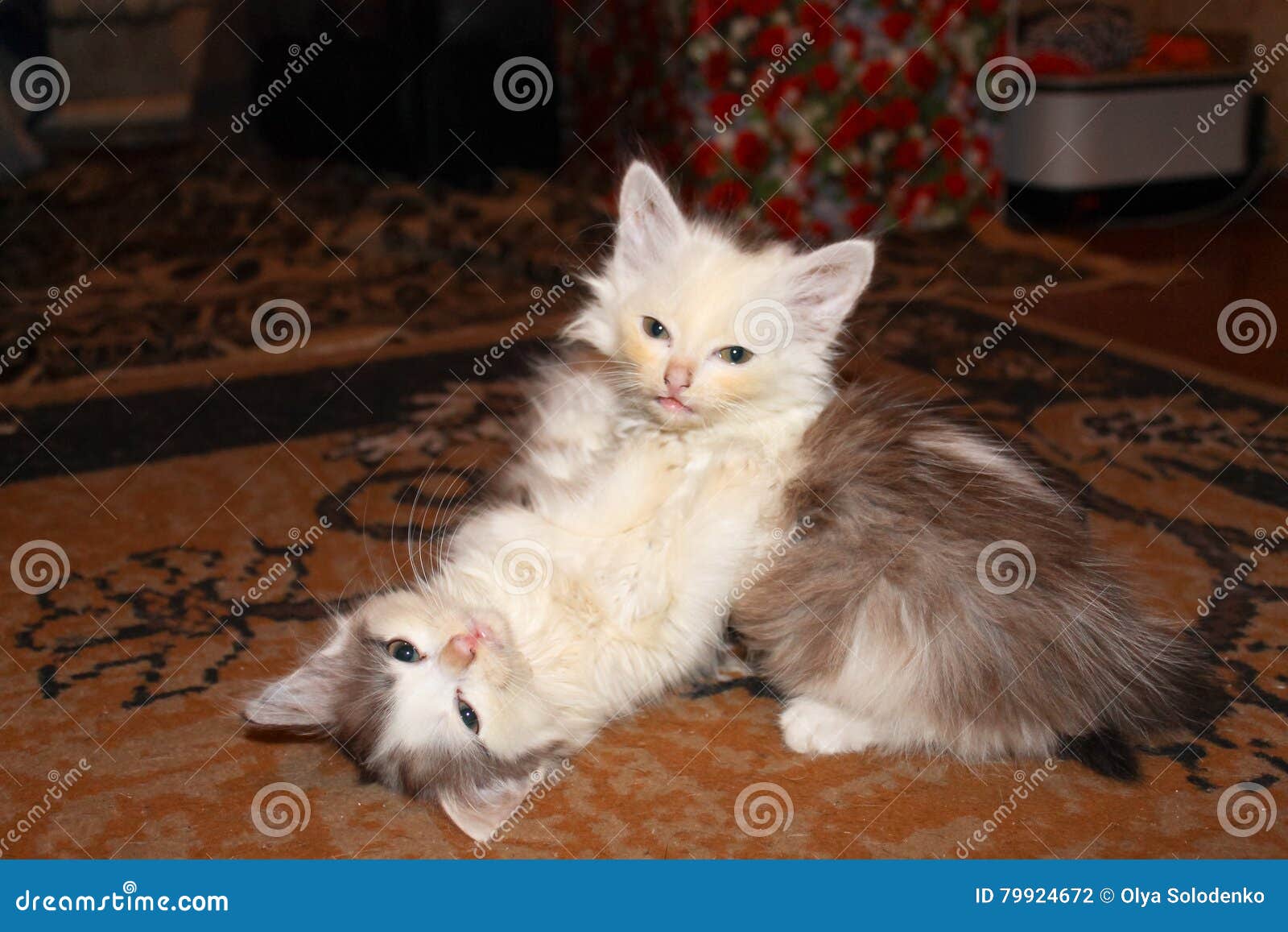 Two Little Kittens Playing Together Stock Photo - Image of little ...
