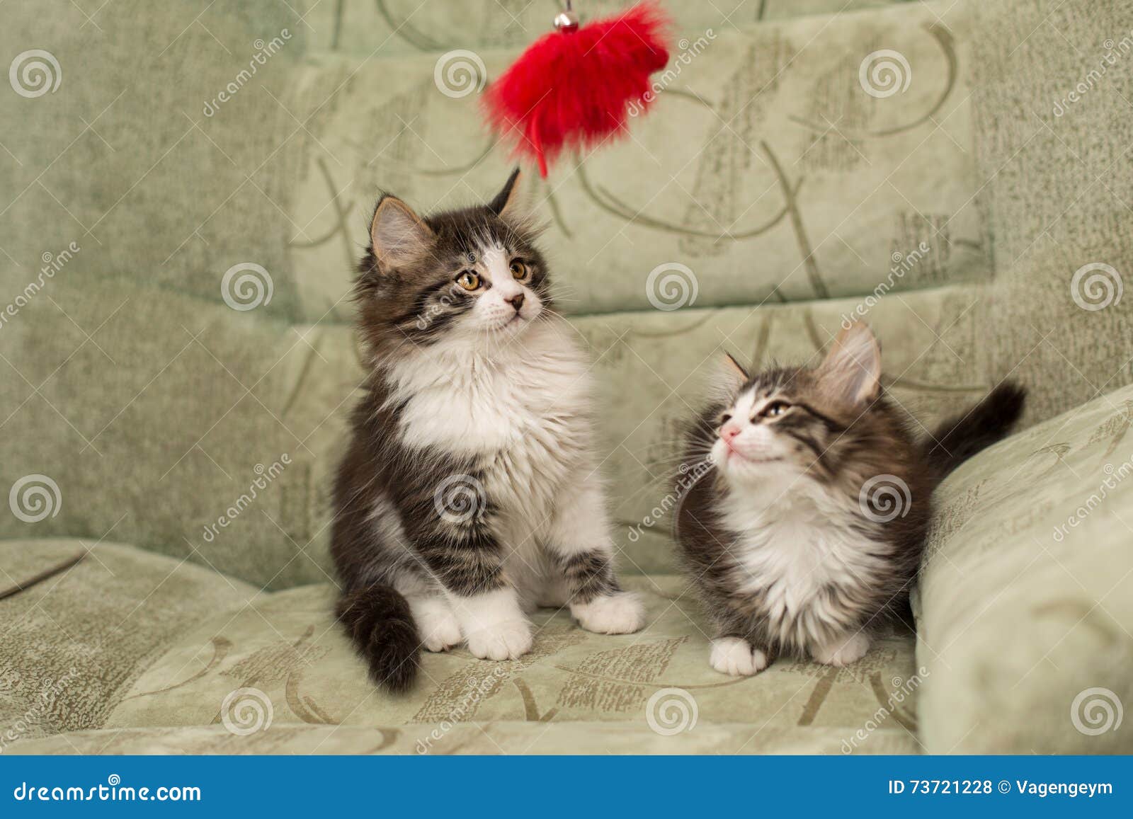 Two little kittens stock photo. Image of curious, shorthair - 73721228