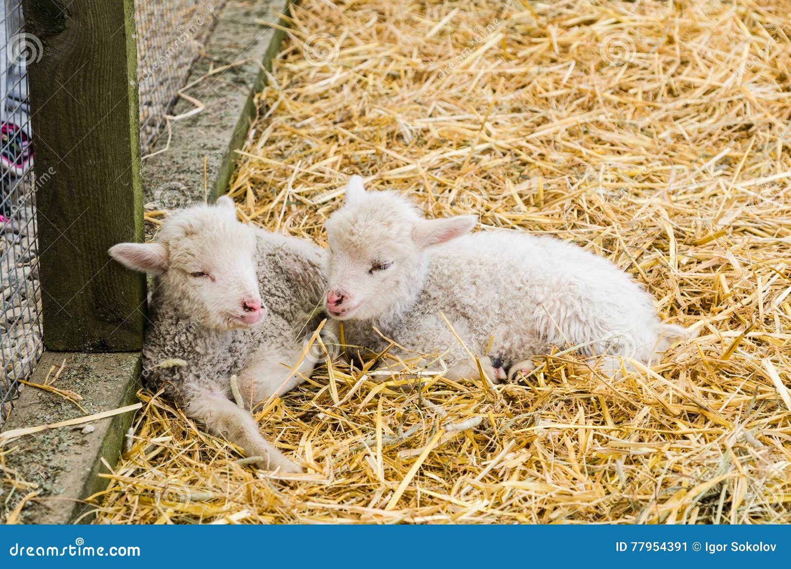Two Little Lamb Sleeping in Straw Stock Image Image of agriculture