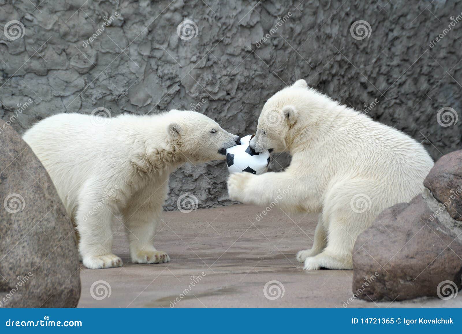 two-little-polar-bears-play-soccer-14721
