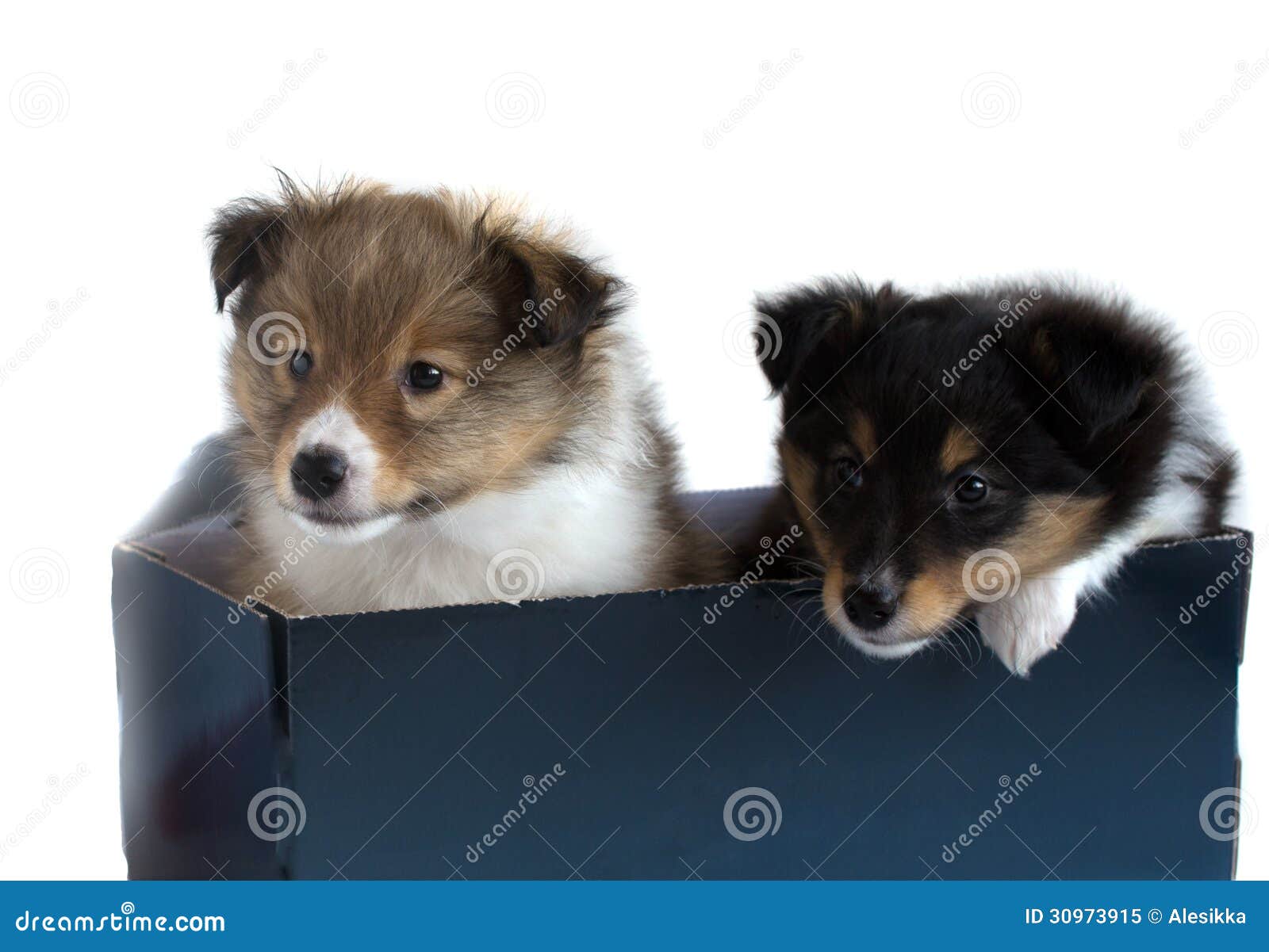 Two Little Sheltie Puppy In A Gift Box Stock Image Image of open