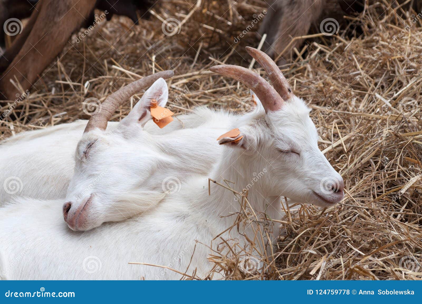 Two Little White Goats Lying on Hay, Cuddling Up To Themselves on a Farm,  Family Goes First Stock Photo - Image of head, domestic: 124759778