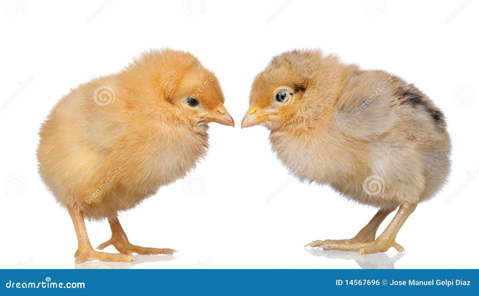 Two little yellow chicken stock photo. Image of fuzzy 14567696